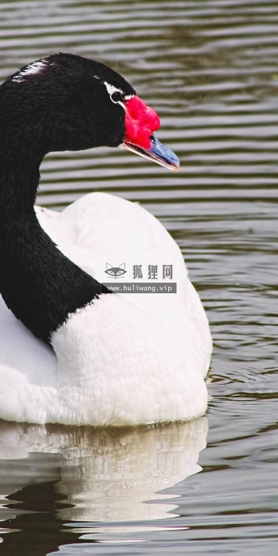 【10435】壁纸  2K 高清壁纸2560_1600@青蛙壁纸-笨猫小站