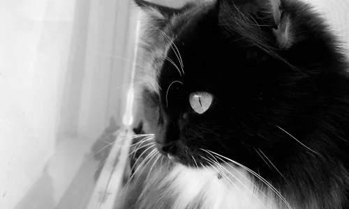 【10440】壁纸  2K 高清壁纸2560_1600@青蛙壁纸-笨猫小站