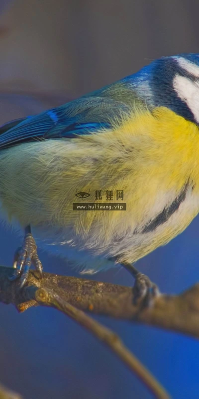 【10444】壁纸  2K 高清壁纸2560_1600@青蛙壁纸-笨猫小站
