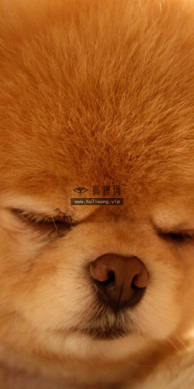 【10445】壁纸  2K 高清壁纸2560_1600@青蛙壁纸-笨猫小站