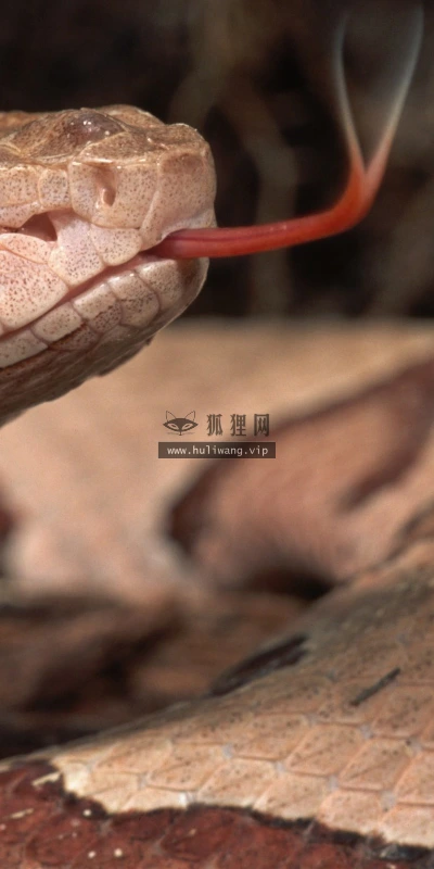 【10450】壁纸  2K 高清壁纸2560_1600@青蛙壁纸-笨猫小站