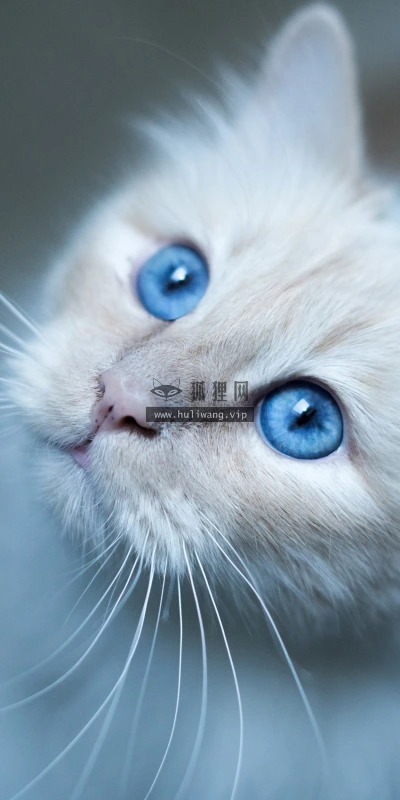 【10452】壁纸  2K 高清壁纸2560_1600@青蛙壁纸-笨猫小站