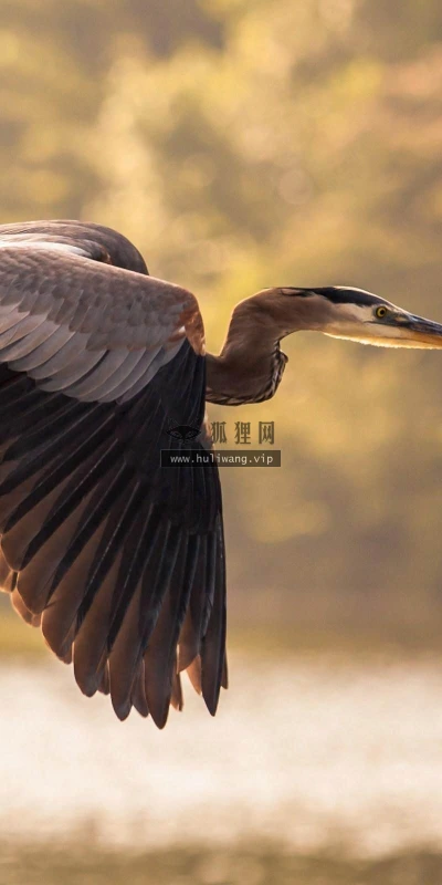【10454】壁纸  2K 高清壁纸2560_1600@青蛙壁纸-笨猫小站