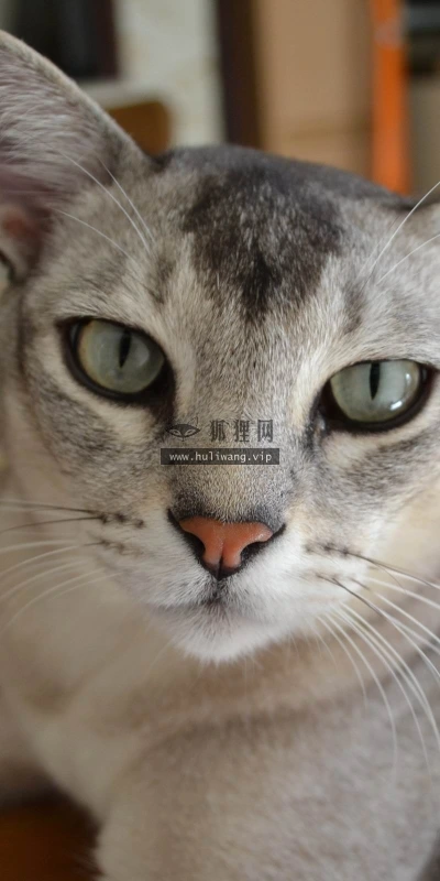 【10459】壁纸  2K 高清壁纸2560_1600@青蛙壁纸-笨猫小站