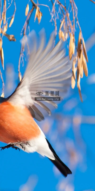 【10464】壁纸  2K 高清壁纸2560_1600@青蛙壁纸-笨猫小站