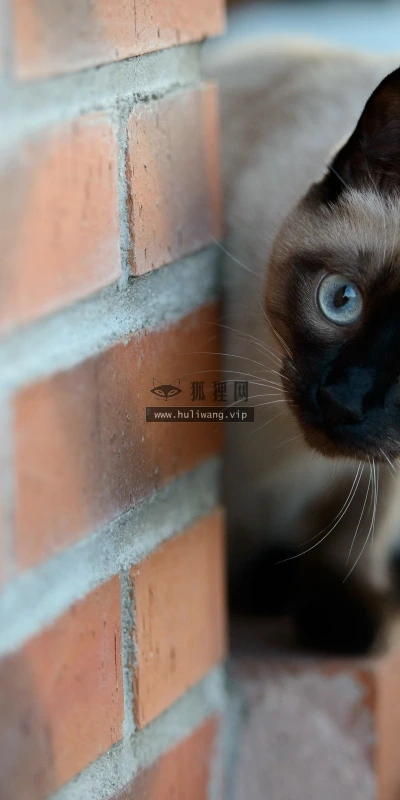 【10465】壁纸  2K 高清壁纸2560_1600@青蛙壁纸-笨猫小站