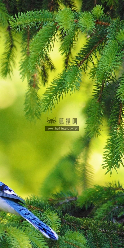 【10469】壁纸  2K 高清壁纸2560_1600@青蛙壁纸-笨猫小站