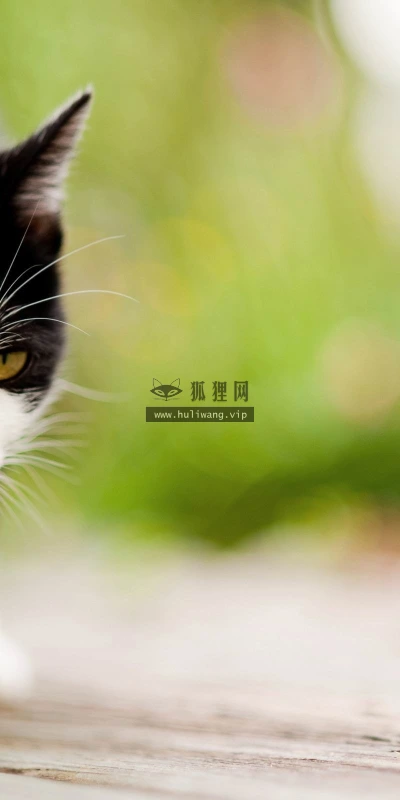 【10471】壁纸  2K 高清壁纸2560_1600@青蛙壁纸-笨猫小站