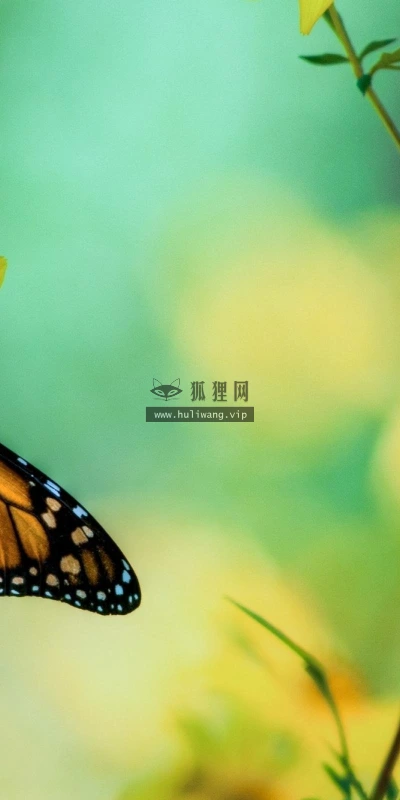 【10482】壁纸  2K 高清壁纸2560_1600@青蛙壁纸-笨猫小站