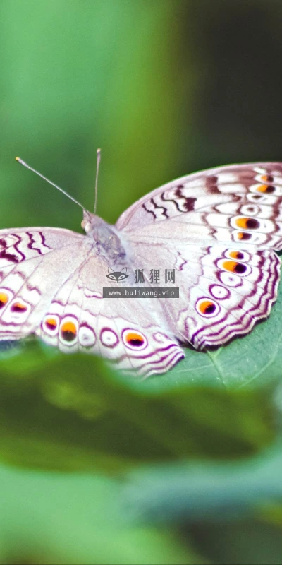 【10483】壁纸  2K 高清壁纸2560_1600@青蛙壁纸-笨猫小站