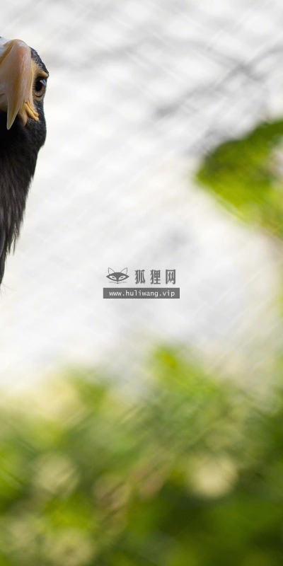 【10485】壁纸  2K 高清壁纸2560_1600@青蛙壁纸-笨猫小站