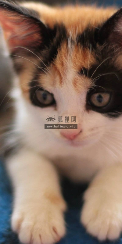 【10494】动物壁纸  2K 高清壁纸2560_1600@青蛙壁纸-笨猫小站