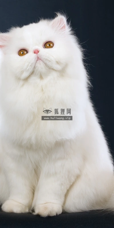 【10502】动物壁纸  2K 高清壁纸2560_1600@青蛙壁纸-笨猫小站