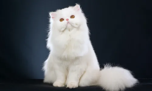 【10502】动物壁纸  2K 高清壁纸2560_1600@青蛙壁纸-笨猫小站