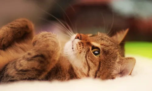 【10507】动物壁纸  2K 高清壁纸2560_1600@青蛙壁纸-笨猫小站