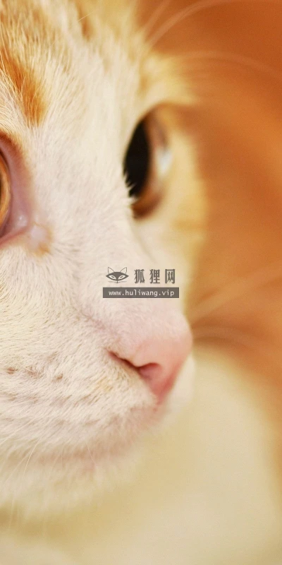 【10508】动物壁纸  2K 高清壁纸2560_1600@青蛙壁纸-笨猫小站