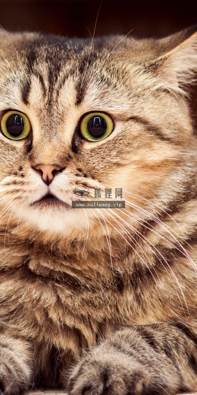 【10513】动物壁纸  2K 高清壁纸2560_1600@青蛙壁纸-笨猫小站