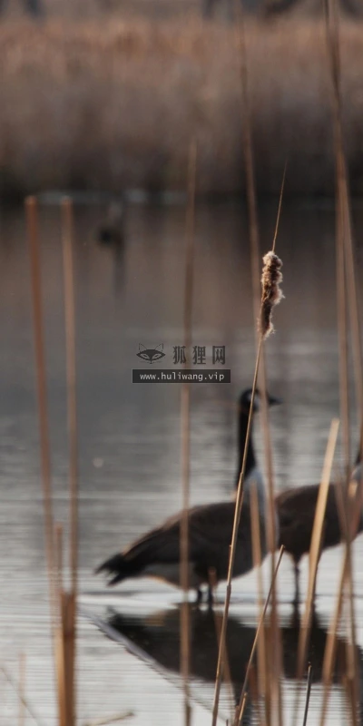 【10516】动物壁纸  2K 高清壁纸2560_1600@青蛙壁纸-笨猫小站