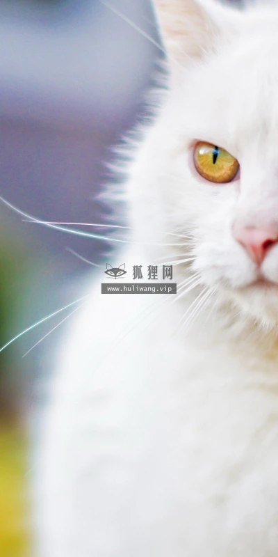 【10519】动物壁纸  2K 高清壁纸2560_1600@青蛙壁纸-笨猫小站