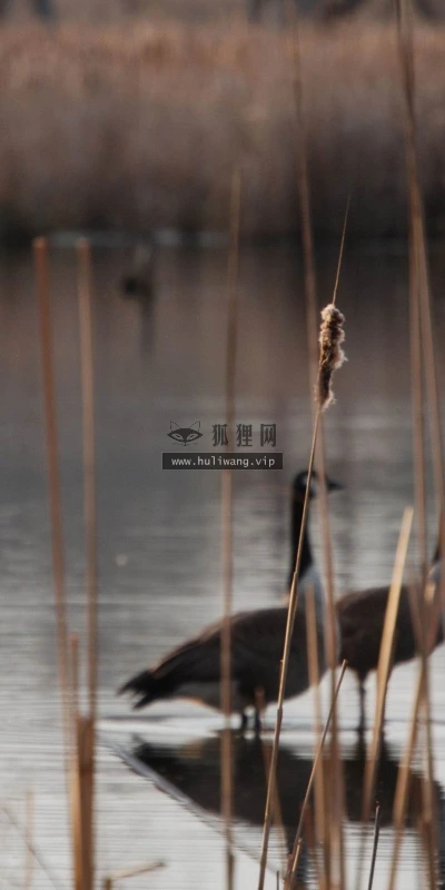 【10520】动物壁纸  2K 高清壁纸2560_1600@青蛙壁纸-笨猫小站