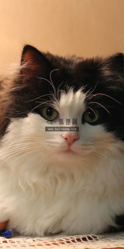 【10524】动物壁纸  2K 高清壁纸2560_1600@青蛙壁纸-笨猫小站