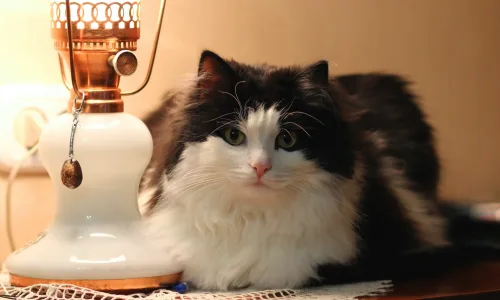 【10524】动物壁纸  2K 高清壁纸2560_1600@青蛙壁纸-笨猫小站