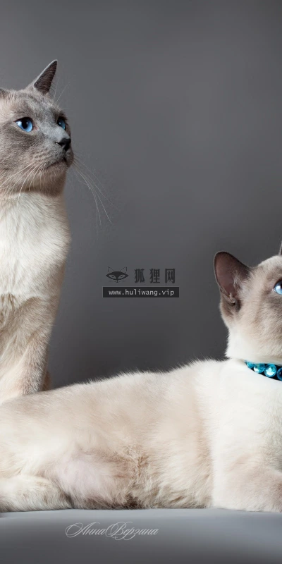 【10525】动物壁纸  2K 高清壁纸2560_1600@青蛙壁纸-笨猫小站