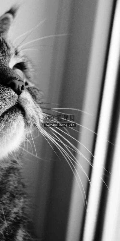 【10527】动物壁纸  2K 高清壁纸2560_1600@青蛙壁纸-笨猫小站