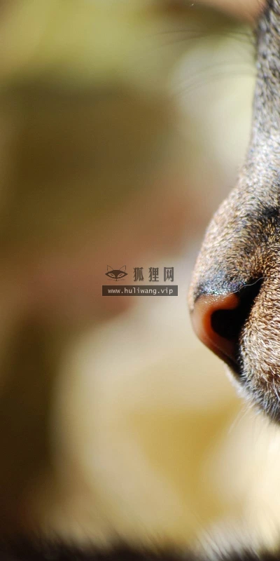 【10528】动物壁纸  2K 高清壁纸2560_1600@青蛙壁纸-笨猫小站