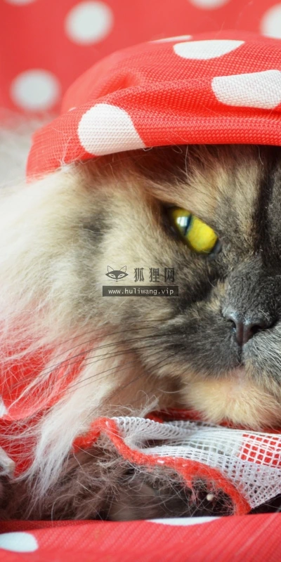 【10531】动物壁纸  2K 高清壁纸2560_1600@青蛙壁纸-笨猫小站