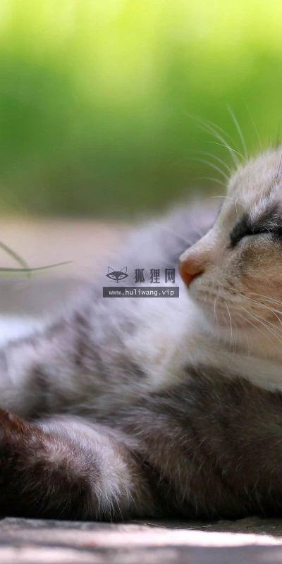 【10533】动物壁纸  2K 高清壁纸2560_1600@青蛙壁纸-笨猫小站