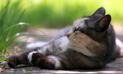 【10533】动物壁纸  2K 高清壁纸2560_1600@青蛙壁纸-笨猫小站