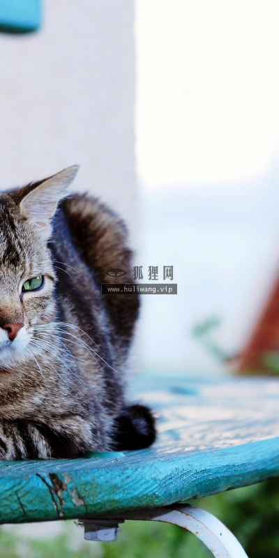 【10535】动物壁纸  2K 高清壁纸2560_1600@青蛙壁纸-笨猫小站