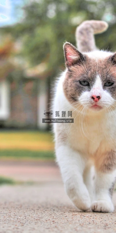 【10542】动物壁纸  2K 高清壁纸2560_1600@青蛙壁纸-笨猫小站