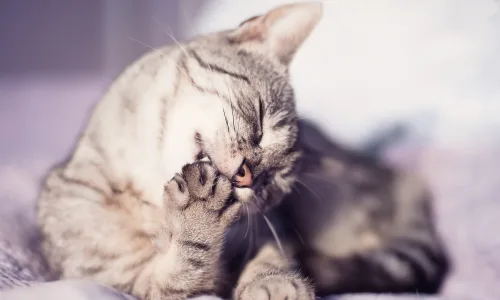 【10545】动物壁纸  2K 高清壁纸2560_1600@青蛙壁纸-笨猫小站