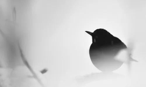 【10548】动物壁纸  2K 高清壁纸2560_1600@青蛙壁纸-笨猫小站