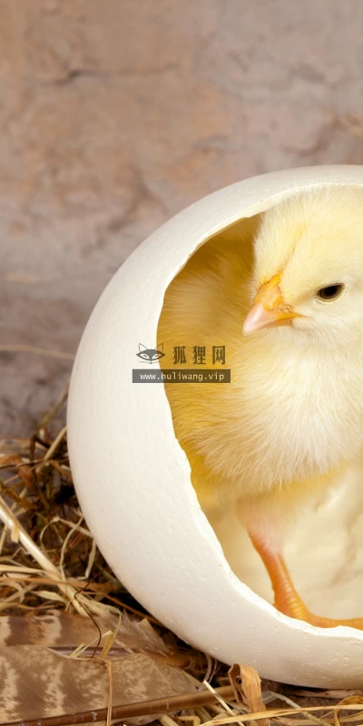 【10549】动物壁纸  2K 高清壁纸2560_1600@青蛙壁纸-笨猫小站