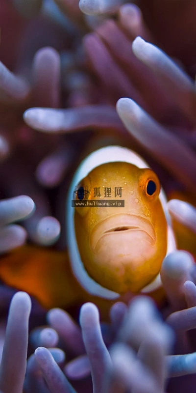 【10552】动物壁纸  2K 高清壁纸2560_1600@青蛙壁纸-笨猫小站