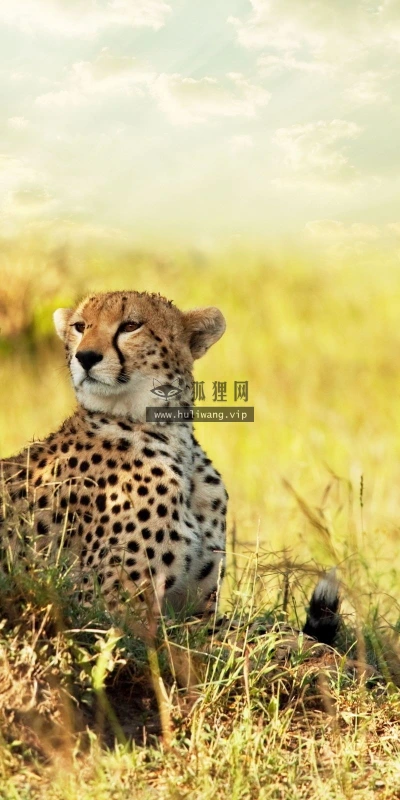 【10557】动物壁纸  2K 高清壁纸2560_1600@青蛙壁纸-笨猫小站