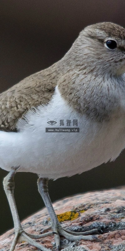 【10564】动物壁纸  2K 高清壁纸2560_1600@青蛙壁纸-笨猫小站