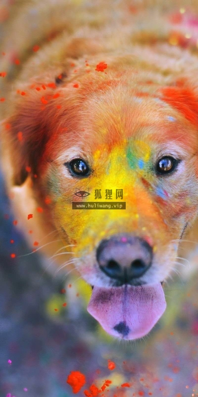 【10566】动物壁纸  2K 高清壁纸2560_1600@青蛙壁纸-笨猫小站