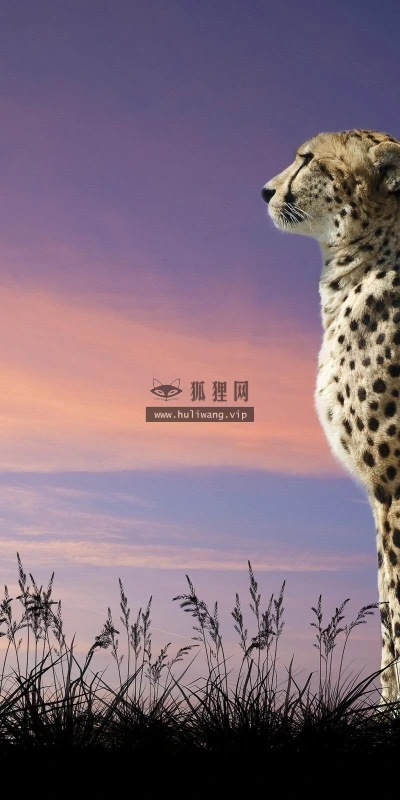 【10568】动物壁纸  2K 高清壁纸2560_1600@青蛙壁纸-笨猫小站