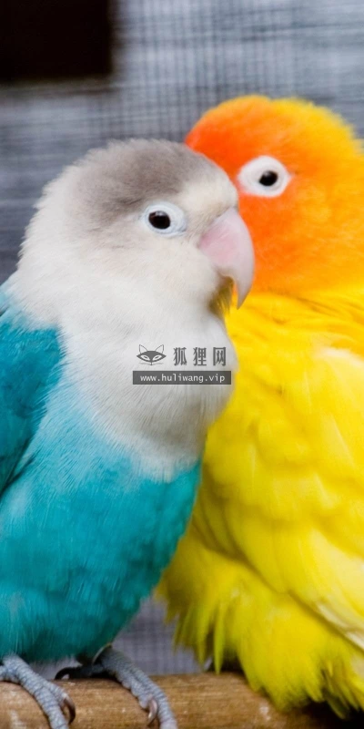 【10571】动物壁纸  2K 高清壁纸2560_1600@青蛙壁纸-笨猫小站