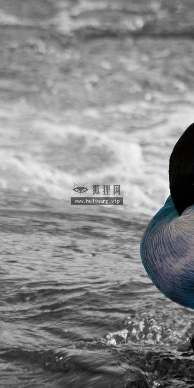 【10574】动物壁纸  2K 高清壁纸2560_1600@青蛙壁纸-笨猫小站