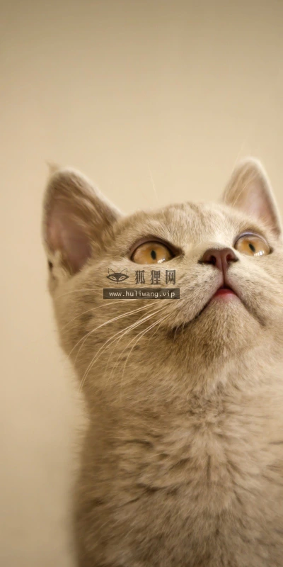 【10575】动物壁纸  2K 高清壁纸2560_1600@青蛙壁纸-笨猫小站