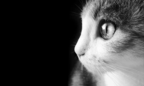 【10577】动物壁纸  2K 高清壁纸2560_1600@青蛙壁纸-笨猫小站