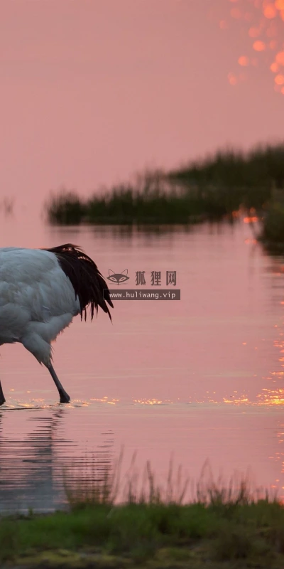 【10581】动物壁纸  2K 高清壁纸2560_1600@青蛙壁纸-笨猫小站
