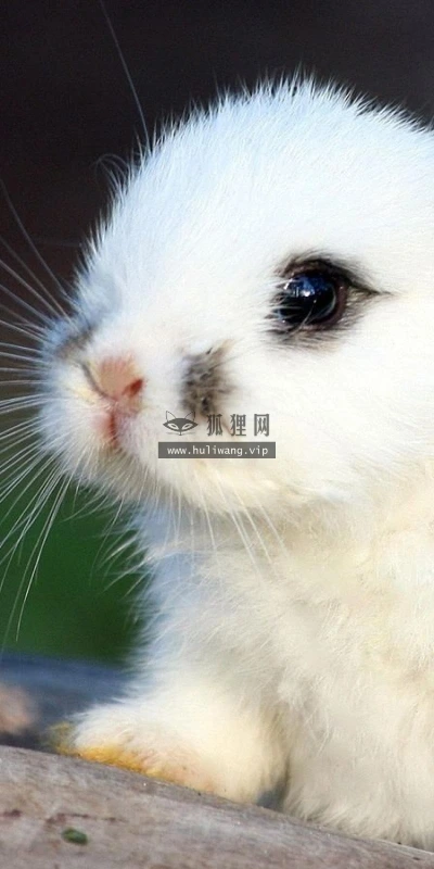 【10582】动物壁纸  2K 高清壁纸2560_1600@青蛙壁纸-笨猫小站