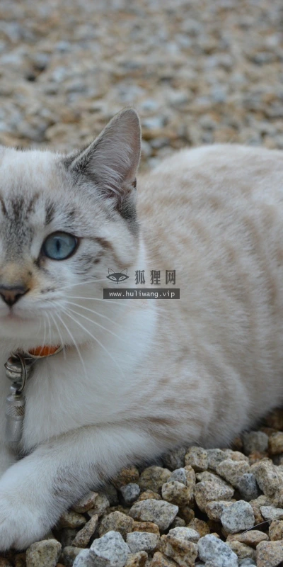 【10587】动物壁纸  2K 高清壁纸2560_1600@青蛙壁纸-笨猫小站