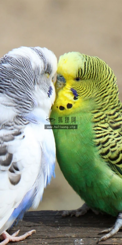 【10588】动物壁纸  2K 高清壁纸2560_1600@青蛙壁纸-笨猫小站